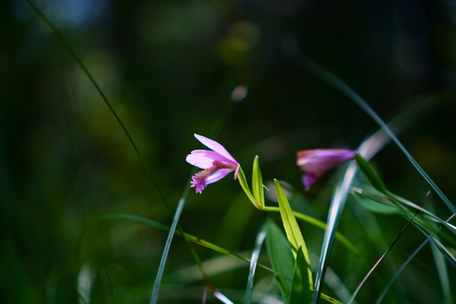 villaurbana-biodiversita-nascoste