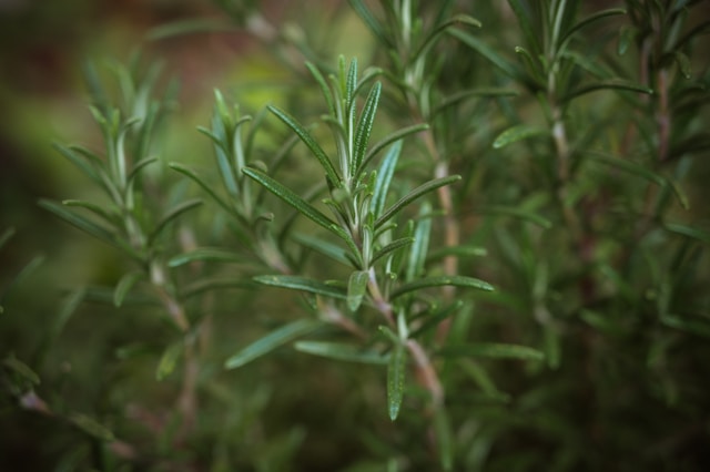 villaurbana-piante-aromatiche
